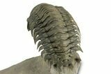 Flying Crotalocephalina Trilobite - Exposed Hypostome #359235-4
